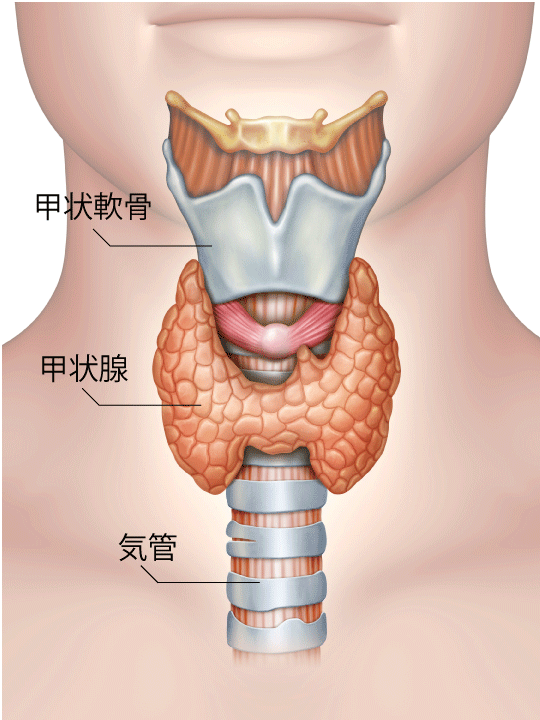 甲状腺のイラスト